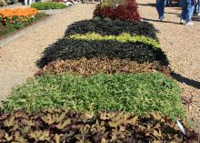 Mississippi State University's Truck Crops Branch Experiment Station has several sweet potato vines growing in trial gardens. (Photo by MSU Extension Service/Gary Bachman)