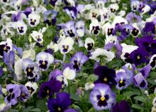 The Matrix Ocean Breeze mix has the traditional pansy blotch, a dark coloration of the lower flower petals, and it comes in varying shades of blue and dark purple. (Photo by MSU Extension Service/Gary Bachman)