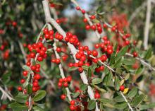 Yaupon hollies have bright, candy-apple red berries with a translucent quality that imparts a gem-like appearance. (Photo by MSU Extension Service/Gary Bachman)