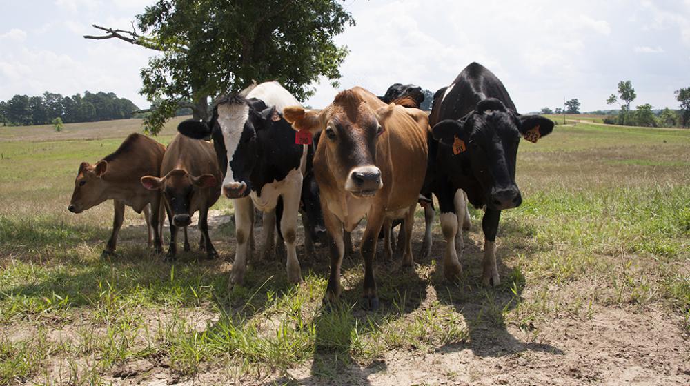 Black and white Hostein cows and light brown Jersey cows graze on green grass. 