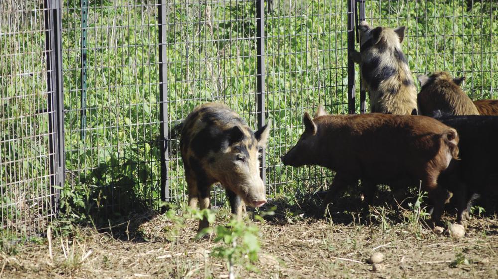 Wild hogs caught in a trap.