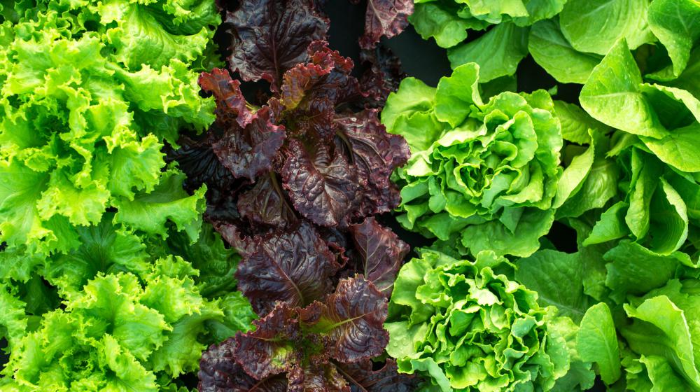 Green and purple lettuce.