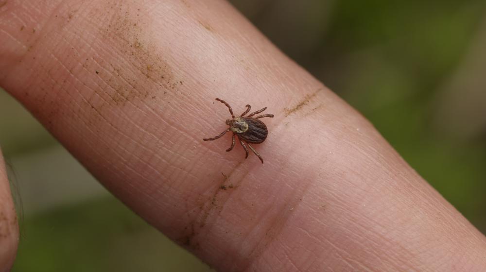 A brown tick on a finger. 
