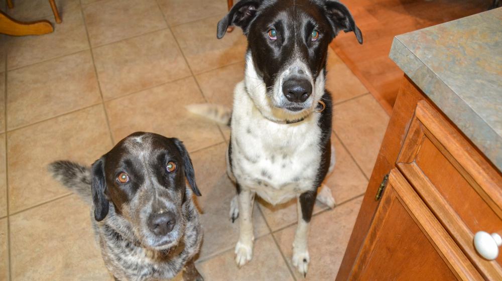 Two dogs sit and look at the camera.