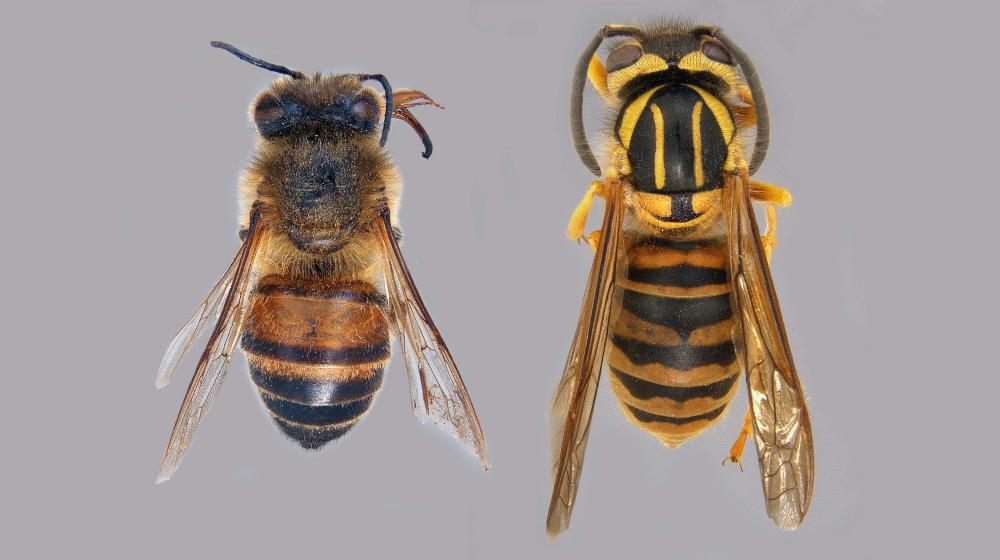 On the left is a close-up photo of a worker bee specimen, on the right is a close-up photo of a Southern yellow jacket specimen.