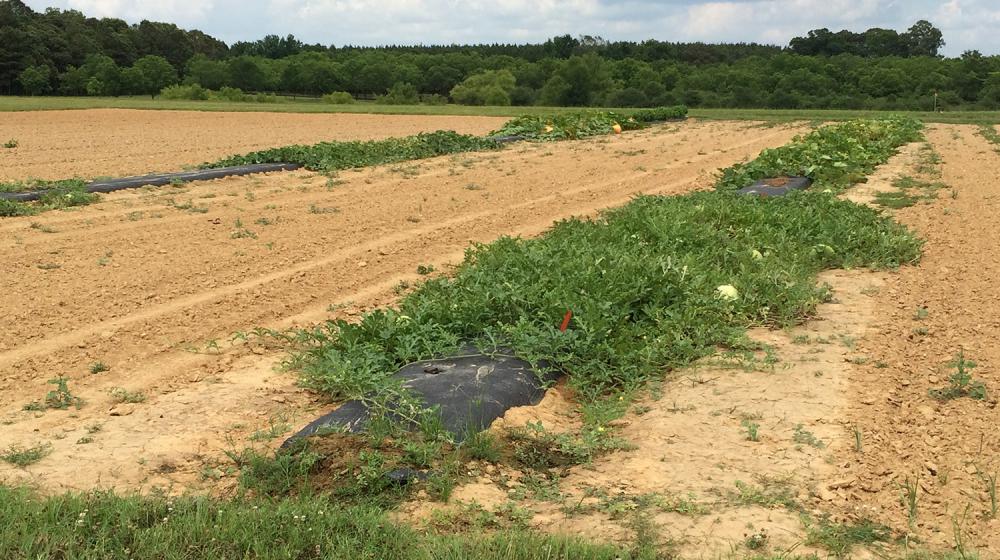 Four separate cucurbit crops grown in a field.