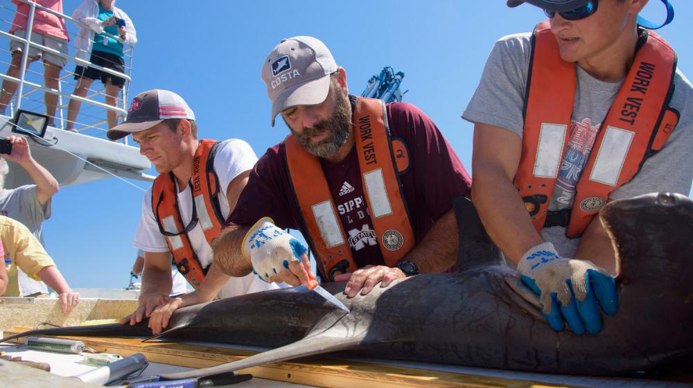 Three men, all wearing orange life vests and baseball caps, hold a shark, and the bearded man in the center prods the animal’s side with an orange-handled instrument.