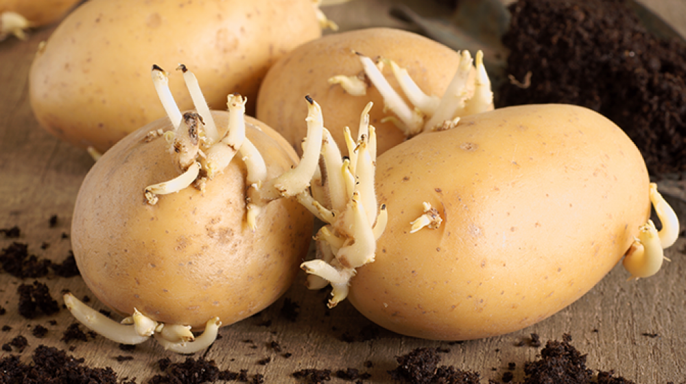 Potatoes sprouting on wooden table