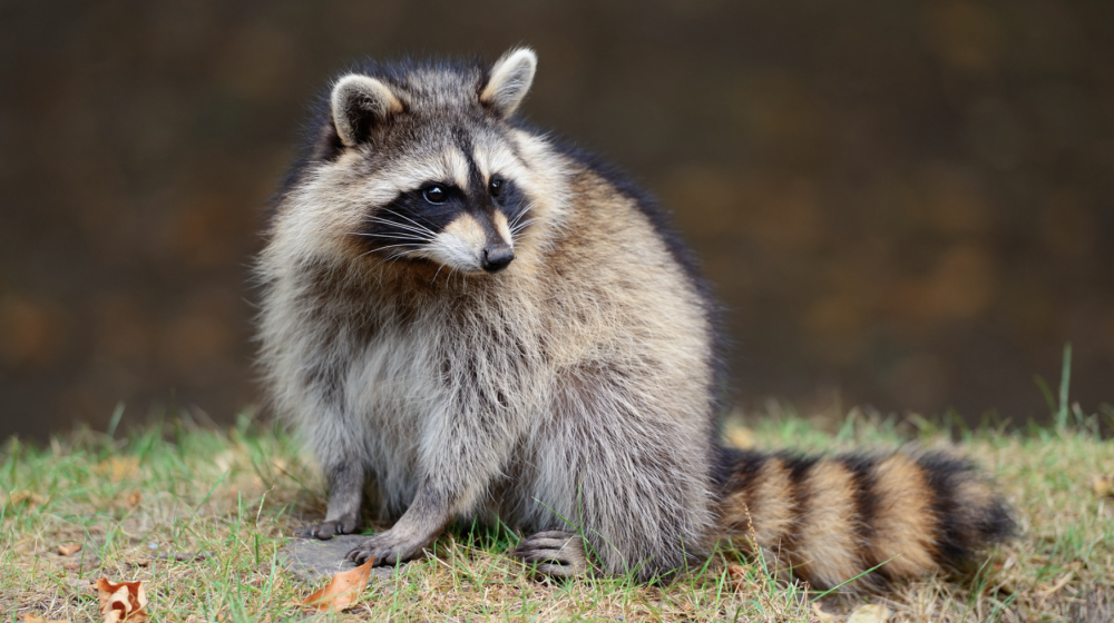 Raccoon. 