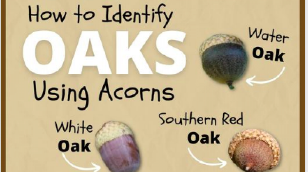 A Facebook post showing how to identify oaks using acorns.