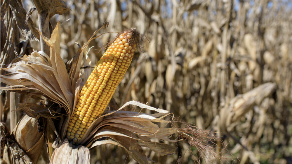 Field corn.