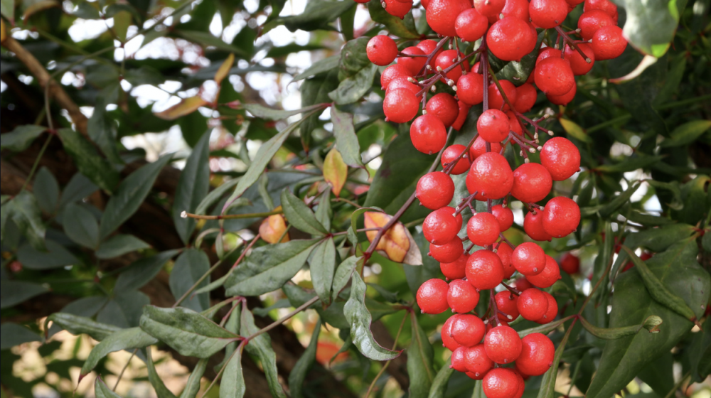 Red Nandina berries.