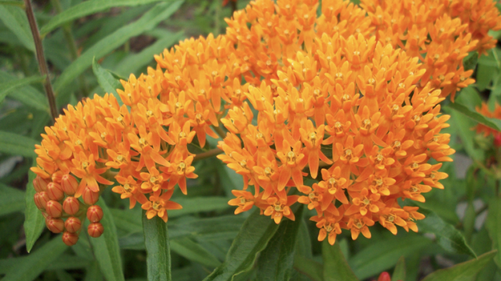 Orange milkweed.