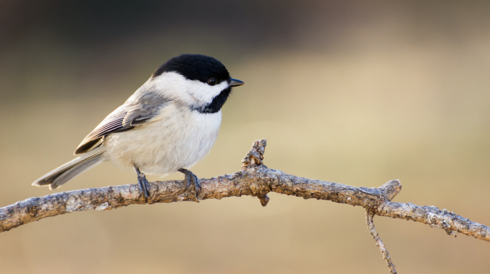 Carolina Chickadee.