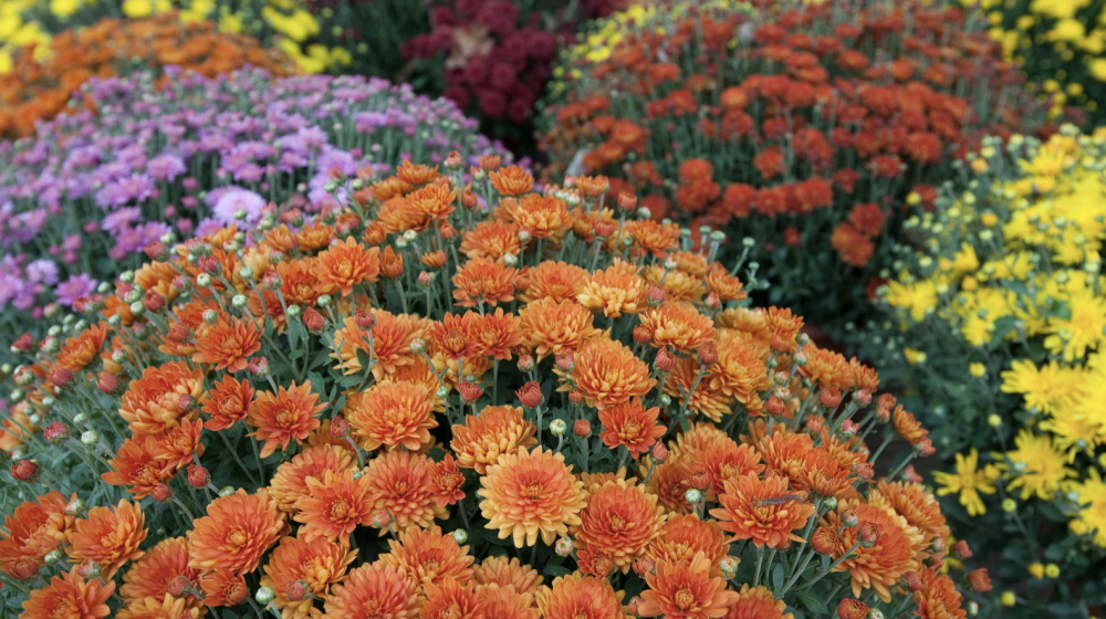 Orange, purple, and yellow mums.