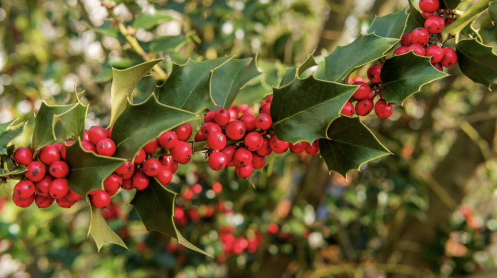 American Holly