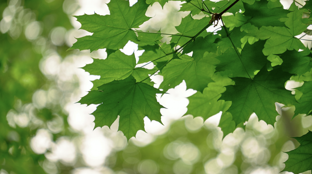 Leaves on a tree