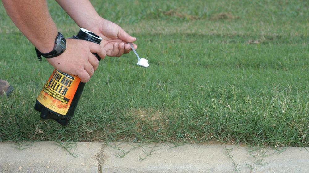 A person holds a canister of dry powder pesticide and a measuring spoon of powder over a fire ant mound.