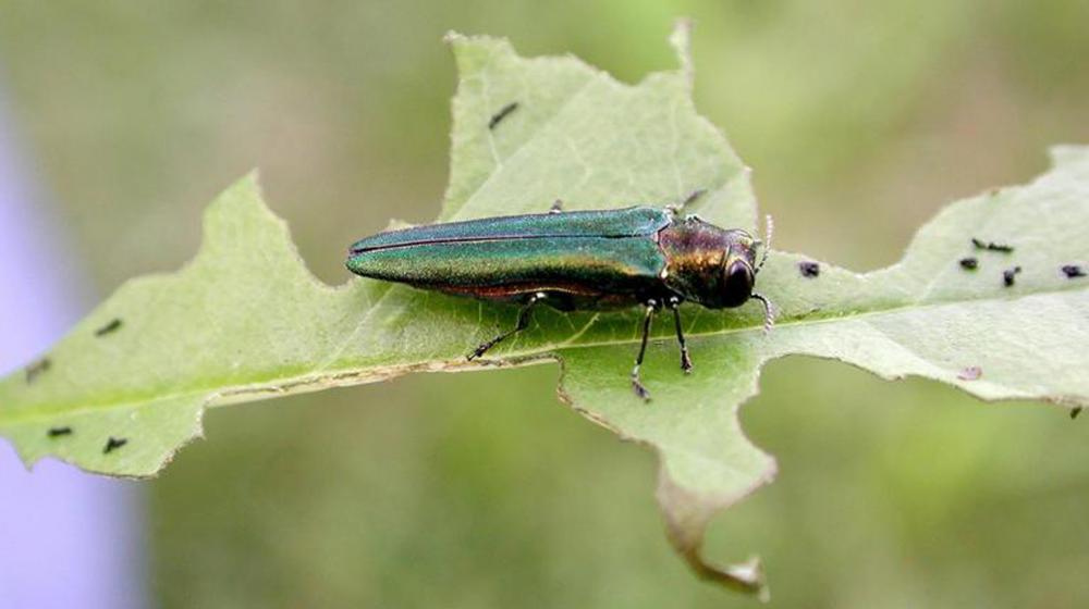 An emerald ash borer sits on a green leaf.