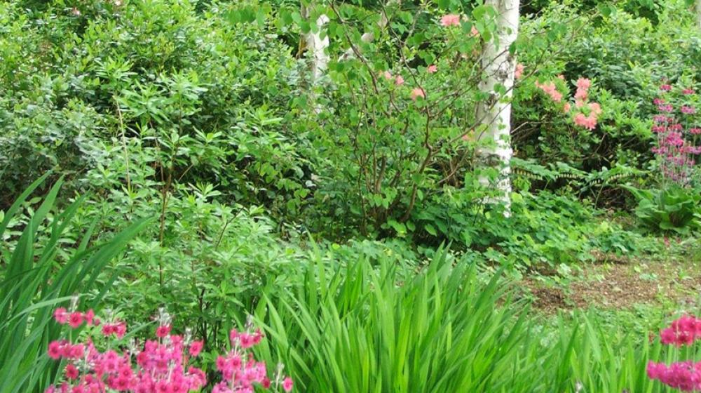 Lush green plants.