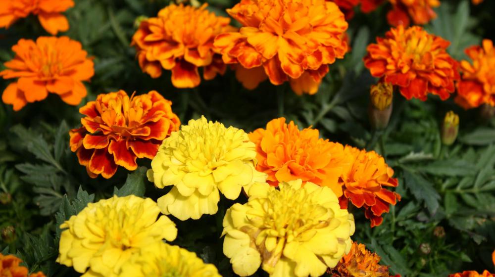 Close-up shot of yellow, orange, and two-toned marigold blooms of red and orange. (Photo by Gary Bachman