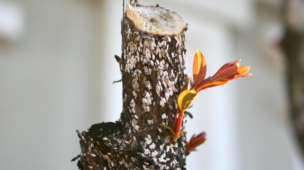 Small white dots appear on a pruned crape myrtle branch.