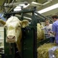 Kenneth Riley of Starkville feels inside one of Mississippi State University's fistulated steers. Veterinary student Brad Nunley, a member of the class of 2005, monitors the experience.