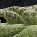 Soybean rust appeared in 79 of the state's 82 counties in 2008, but it came late enough that it did not cause yield losses. This soybean leaf is infected with the rust virus. (Photo by Jim Lytle)