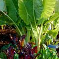 Bright Lights Swiss chard partners well with the giant Taro elephant ear. Bright Lights can be eaten like fresh spinach and its stems cooked like asparagus. While we grow it for its tropical foliage, some cultures cook the giant taro's roots as a starch substitute, calling it "poi" or "dasheen." (Photo by Norman Winter)