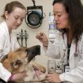 Dr. Michaela Beasley, a neurology resident at Mississippi State University's College of Veterinary Medicine, left, assists Dr. Erin Akin, a neurology clinical instructor, as she performs a neurology exam on a patient. (Photo by Tom Thompson)