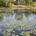 This shallow pond is infested with watershield, an aquatic plant that spreads rapidly and is difficult to control once established. (Photo submitted)