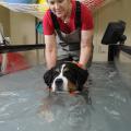 Ruby Lynn Carter, a certified physical rehabilitationist, works at Mississippi State University's College of Veterinary Medicine where she helps injured animals, such as Leia, restore muscle strength and mobility and maintain their cardiovascular health. (Photo by Tom Thompson)