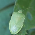 Warm winter temperatures may improve the survival of stink bugs, such as this as this Southern green stink bug. Stink bugs afflict vegetable crops and row crops, especially soybeans. (Photo courtesy of Angus Catchot)