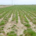 Populations of glyphosate-resistant Italian ryegrass, such as this weed photographed in Washington County in 2010, have been found in 31 Mississippi counties. (Photo by MAFES/Tom Eubank)