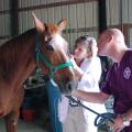 Dr. Caroline Betbeze performs an eye exam on a horse at Palmer Home in Columbus while fourth-year veterinary student Steven Davison looks on. The free exam was one of many offered for service animals as part of a national program. (Photo by MSU College of Veterinary Medicine/Karen Templeton)