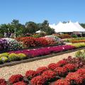 Visitors to the Fall Flower and Garden Fest at the Truck Crops Branch Experiment Station in Crystal Springs can see how dozens of flower varieties performed through a Mississippi summer. (Photo by Mississippi Agricultural and Forestry Experiment Station/Guihong Bi)