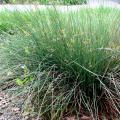 Blue Mohawk rush softens the edges of this walkway and is one of the hardy plants suggested by landscape architecture associate professor Bob Brzuszek at the recent landscape design symposium at Mississippi State University. (Submitted Photo)