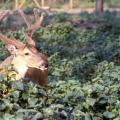 Mississippi forestland can produce trophy bucks when land managers control deer density, create a good buck age structure, manage deer habitat and then selectively harvests bucks. (File photo by MSU Ag Communications)