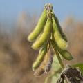 Although the value was down in 2013, Mississippi soybeans netted an estimated $993 million for state producers and remained the state's biggest row crop. (Photo by MSU Ag Communications/Kat Lawrence)