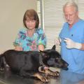 Louisville, Miss. veterinary assistant Ann McCart steadies Twister while Dr. Fred Nabers examines him on May 8, 2014, nearly a week after the dog arrived for treatment of injuries sustained in the April 28 tornado. (Photo by MSU Ag Communications/Linda Breazeale)