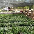 Timothy Gipson, right, and a volunteer unbox some of the 30,000 tea plants delivered to the The Great Mississippi Tea Company on June 17, 2014, in Brookhaven, Mississippi. The 260 seedlings planted in October thrived through the wet, cold winter and spring. (Photo by Jason McDonald)