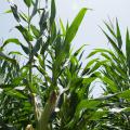 Corn acreage is down in Mississippi this year, but the other major row crops saw increases. This field was photographed July 1, 2014, at Mississippi State University's R.R. Foil Plant Science Research Center in Starkville, Mississippi. (Photo by MSU Ag Communications/Kat Lawrence)