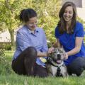 From left, Dr. Maria Perez Hernandez, a veterinary resident at the Mississippi State University College of Veterinary Medicine, and Lauren Dabney, a third-year doctor of veterinary medicine student, spent months helping Dirty learn to walk again. (Photo by MSU College of Veterinary Medicine/Tom Thompson)