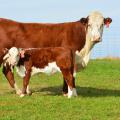 Beef cattle, such as these Herefords in Oktibbeha County, are part of Mississippi's fifth most valuable agricultural commodity in the state for 2014. This mother and calf are part of the Mississippi State University herd on the Henry H. Leveck Research Farm on the south side of the MSU campus on Dec. 17, 2014. (Photo by MSU Ag Communications/Linda Breazeale)