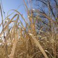 Winter is one of the easiest times of the year to identify cogongrass, which many researchers have classified among the worst weeds in the world. Herbicide treatments applied in the early spring are instrumental in eliminating the noxious weed. (Photo by MSU Ag Communications/Kevin Hudson)