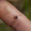 A brown tick on a finger. 