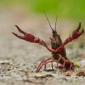 Red Crawfish