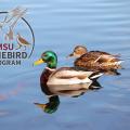 Two mallard ducks on water and MSU gamebird logo.