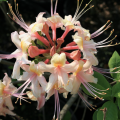 A light pink native azalea. 