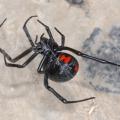 Black Widow spider